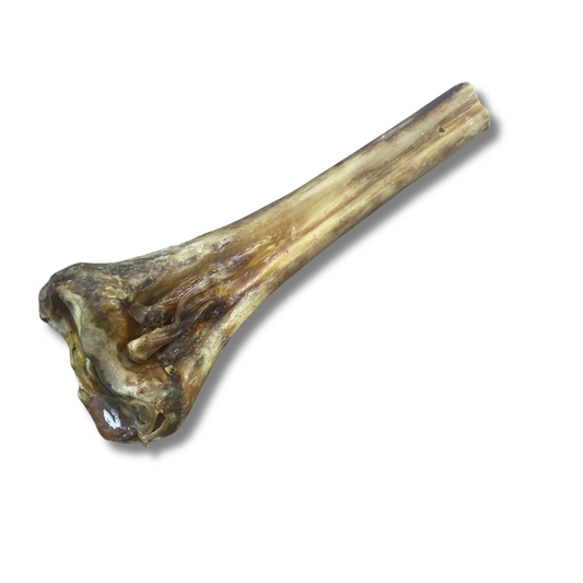 Ostrict Metasauras Bone