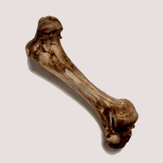 Large Ostrich Tibia Bone