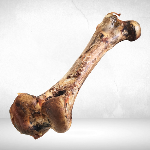 Ostrich Dino Bone